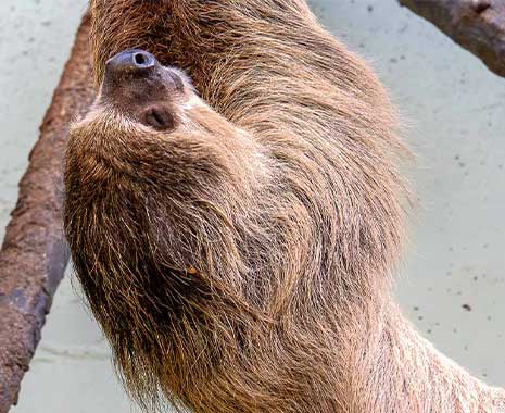international sloth day kuriose feiertage 2025 sven giese featured