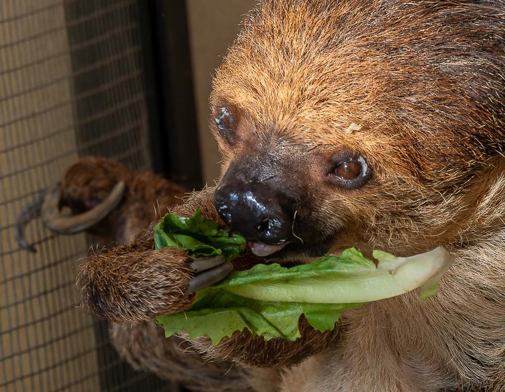 Internationaler Tag des Faultiers – International Sloth Day. Kuriose Feiertage – 20. Oktober © 2025 Sven Giese - Bild 3 Nahaufnahme eines Faultiers, das genüsslich ein grünes Salatblatt frisst.