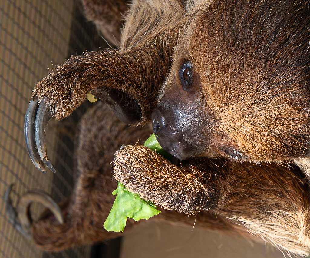 Internationaler Tag des Faultiers – International Sloth Day. Kuriose Feiertage – 20. Oktober © 2025 Sven Giese - Bild 5 Nahaufnahme eines Faultiers, das mit Krallen ein Salatblatt festhält und frisst.