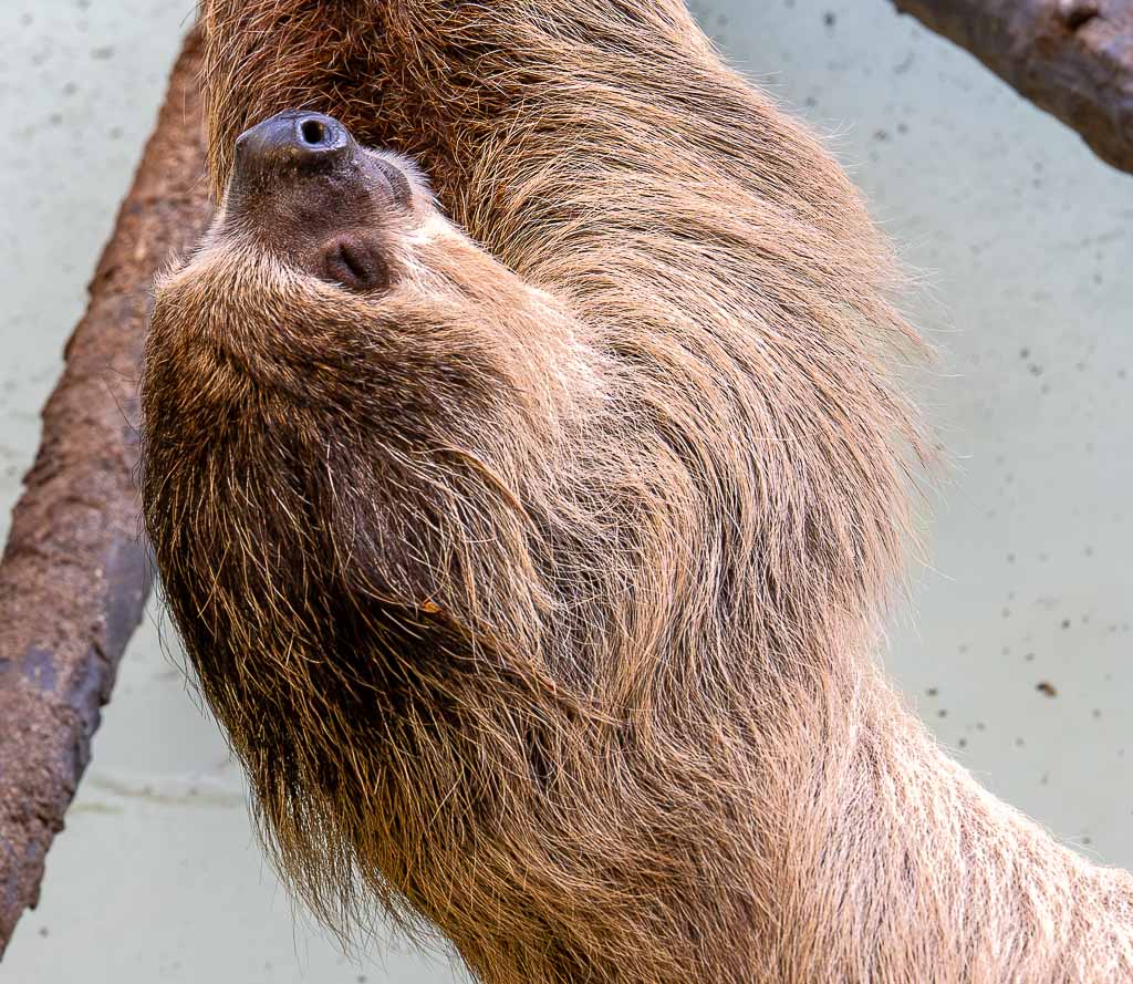 Internationaler Tag des Faultiers – International Sloth Day. Kuriose Feiertage – 20. Oktober © 2025 Sven Giese - Bild 2 Faultier hängt kopfüber an einem Ast, Kopf nach hinten gedreht.