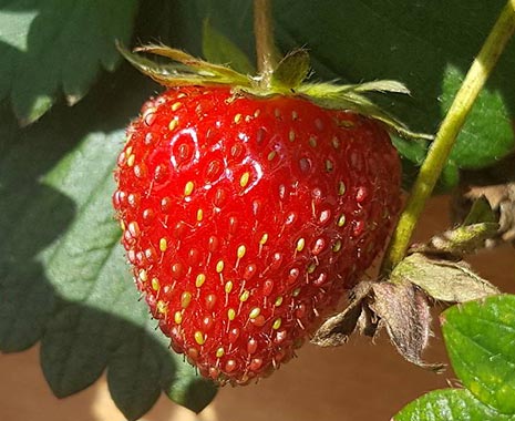 National Wild Foods Day - Tag der wildwachsenden Nahrung in den USA. Kuriose Feiertage - 28. Oktober © 2019 Sven Giese