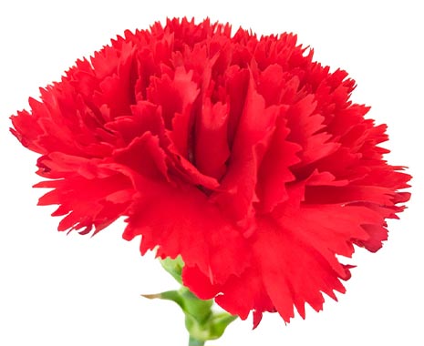National Carnation Day - Tag der Nelken in den USA. Kuriose Feiertage - 29. Januar © 2020 Sven Giese