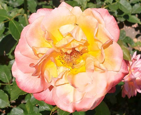 National Peace Rose Day - Tag der Gloria Dei in den USA. Kuriose Feiertage - 29. April © 2019 Sven Giese