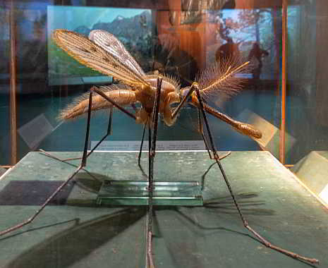 World Malaria Day - Weltmalariatag. Kuriose Feiertage - 25. April © 2019 Sven Giese