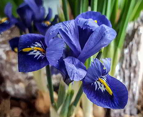 National Iris Day - Tag der Schwertlilie in den USA. Kuriose Feiertage - 8. Mai © 2019 Sven Giese