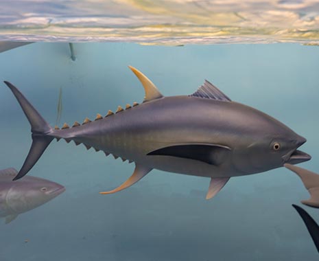 World Tuna Day - Welttag des Thunfischs. Kuriose Feiertage - 2. Mai © 2019 Sven Giese