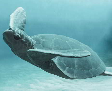 World Sea Turtle Day - Internationaler Tag der Meeresschildkröten. Kuriose Feiertage - 16. Juni © 2019 Sven Giese