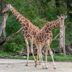 world giraffe day kuriose feiertage 2025 sven giese featured