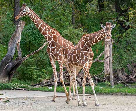 world giraffe day kuriose feiertage 2025 sven giese featured