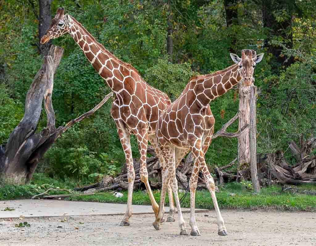 Zwei Giraffen mit braun-weißem Muster stehen auf sandigem Boden vor Bäumen.