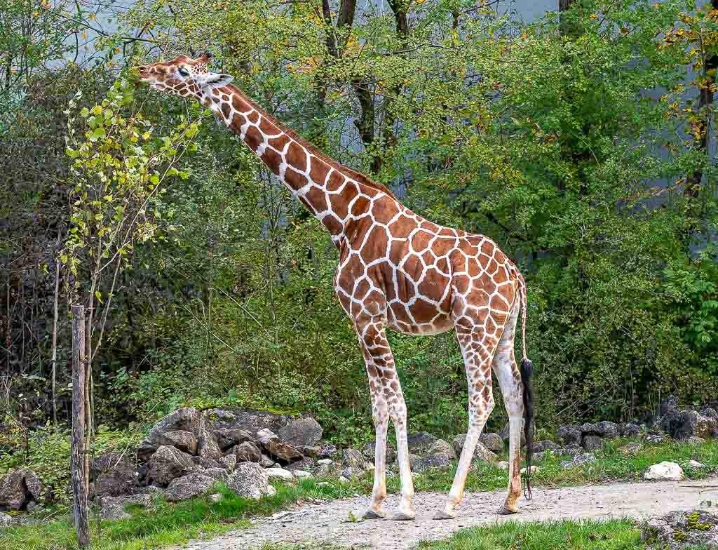  Giraffe steht am Wegesrand und frisst von einem jungen Baum.