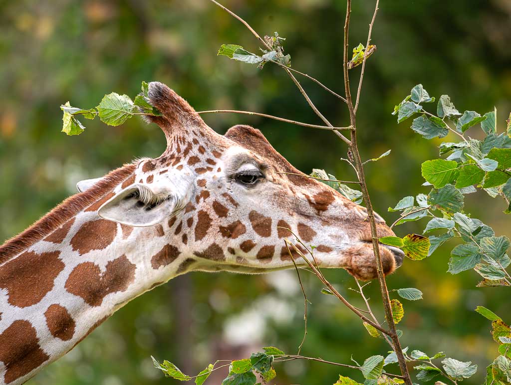 Nahaufnahme: Giraffenkopf frisst grüne Blätter von einem dünnen Zweig.