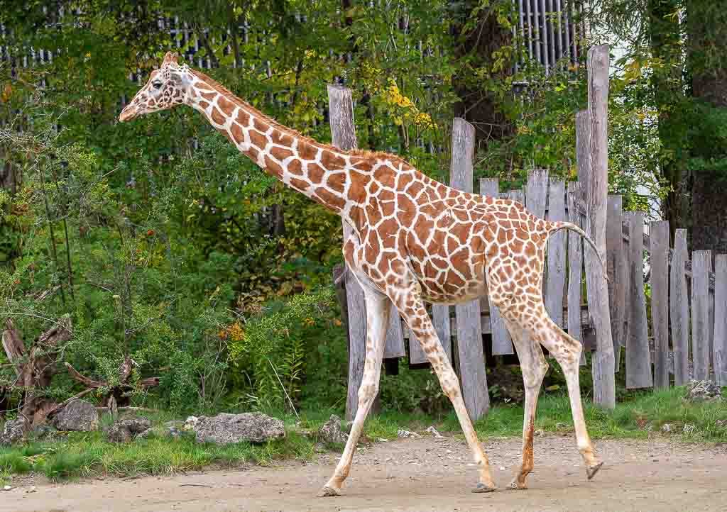  Eine einzelne Giraffe mit auffälligem Muster läuft an einem Holzzaun vorbei.