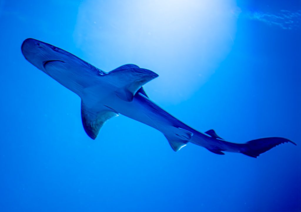 National Shark Awareness Day – Tag der Haie in den USA. Kuriose Feiertage - 14. Juli © 2024 Sven Giese Hai von unten fotografiert, schwimmt im tiefblauen Wasser mit Lichtreflexen.