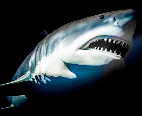 National Shark Awareness Day - Tag der Haie in den USA. Kuriose Feiertage - 14. Juli © 2019 Sven Giese