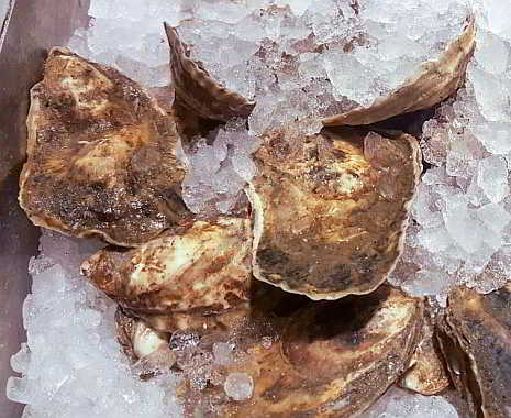 National Oyster Day - Tag der Auster in den USA. Kuriose Feiertage - 5. August © 2019 Sven Giese