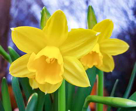 World Daffodil Day - Internationaler Tag der Narzisse. Kuriose Feiertage - 23. August © 2019 Sven Giese