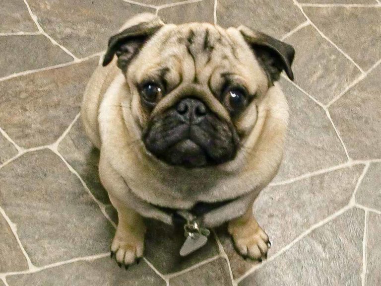 MopsTag der National Pug Day in den USA 15. Oktober