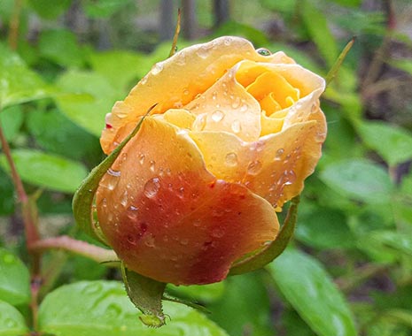 National Flower Day in den USA - Tag der amerikanischen Nationalblume. Kuriose Feiertage - 7. Oktober © 2019 Sven Giese