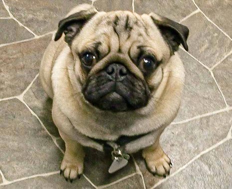 National Pug Day - Mops-Tag in den USA. Kuriose Feiertage - 15. Oktober © 2019 Sven Giese