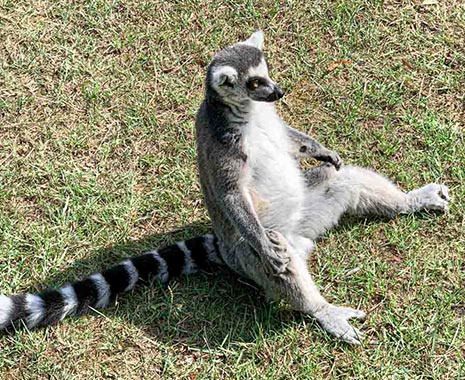 World Lemur Day - Welttag der Lemuren. Kuriose Feiertage - letzter Freitag im Oktober © 2019 Sven Giese