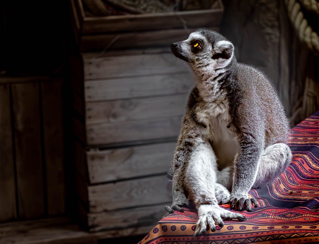 World Lemur Day – Welttag der Lemuren. Kuriose Feiertage – letzter Freitag im Oktober © 2024 Sven Giese – Bild 3 Ein sitzender Lemur auf einem bunten Stoff, nach oben schauend, mit aufmerksamem Blick.