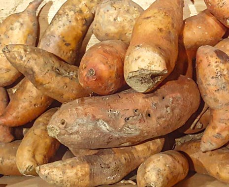 National Cook a Sweet Potato Day - Koch-Süßkartoffeln-Tag in den USA. Kuriose Feiertage - 22. Februar © 2020 Sven Giese