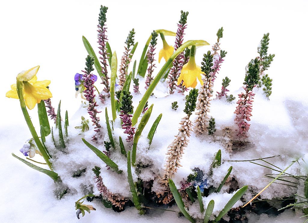 Gelbe Narzissen und Heidepflanzen ragen im Garten durch frischen Schnee, echte erste Frühlingsboten.