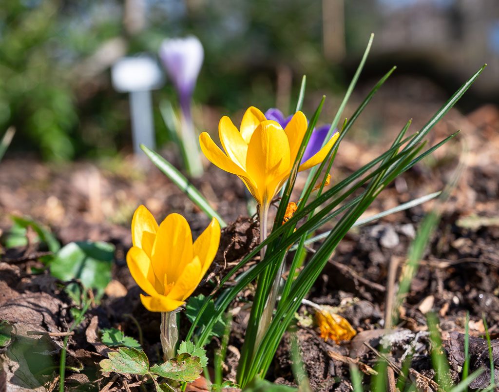 Gelbe Krokusse blühen im Beet zwischen Gras und Laub, Hintergrund weich unscharf.