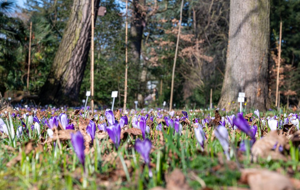 Weite Wiese voller lila Krokusse im Park, niedrige Perspektive mit großen Bäumen.
