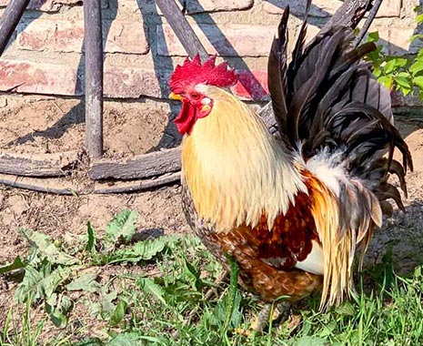 National Poultry Day - Tag des Geflügels in den USA. Kuriose Feiertage - 19. März © 2020 Sven Giese