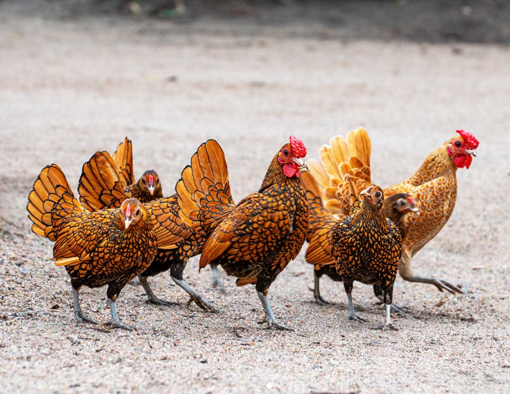 National Poultry Day – Tag des Geflügels in den USA. Kuriose Feiertage - 19. März © 2024 Sven Giese – Bild 3 Kleine Hühnergruppe mit goldbraun gemusterten Federn läuft auf sandigem Boden umher.