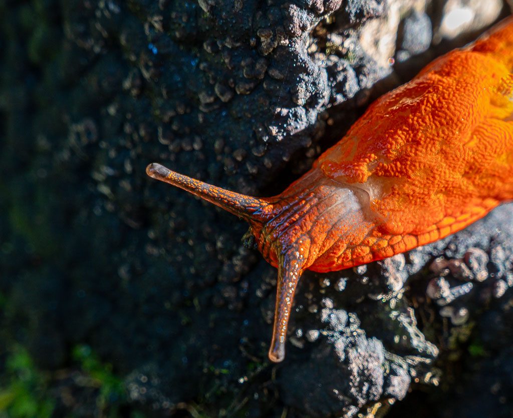 Orangefarbene Nacktschnecke kriecht über nassen Stein, Fühler im Sonnenlicht.