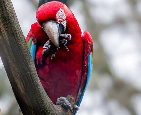 world parrot day 2024 sven giese featured
