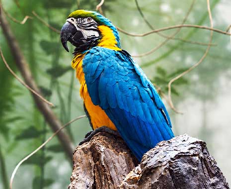 world parrot day kuriose feiertage 2025 sven giese featured