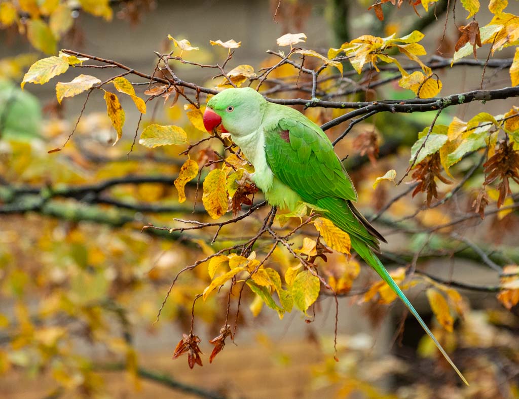 World Parrot Day – Welttag der Papageien. Kuriose Feiertage - 31. Mai © 2024 Sven Giese – Bild 3 Grüner Halsbandsittich sitzt zwischen gelb-braunen Herbstblättern auf einem Ast.