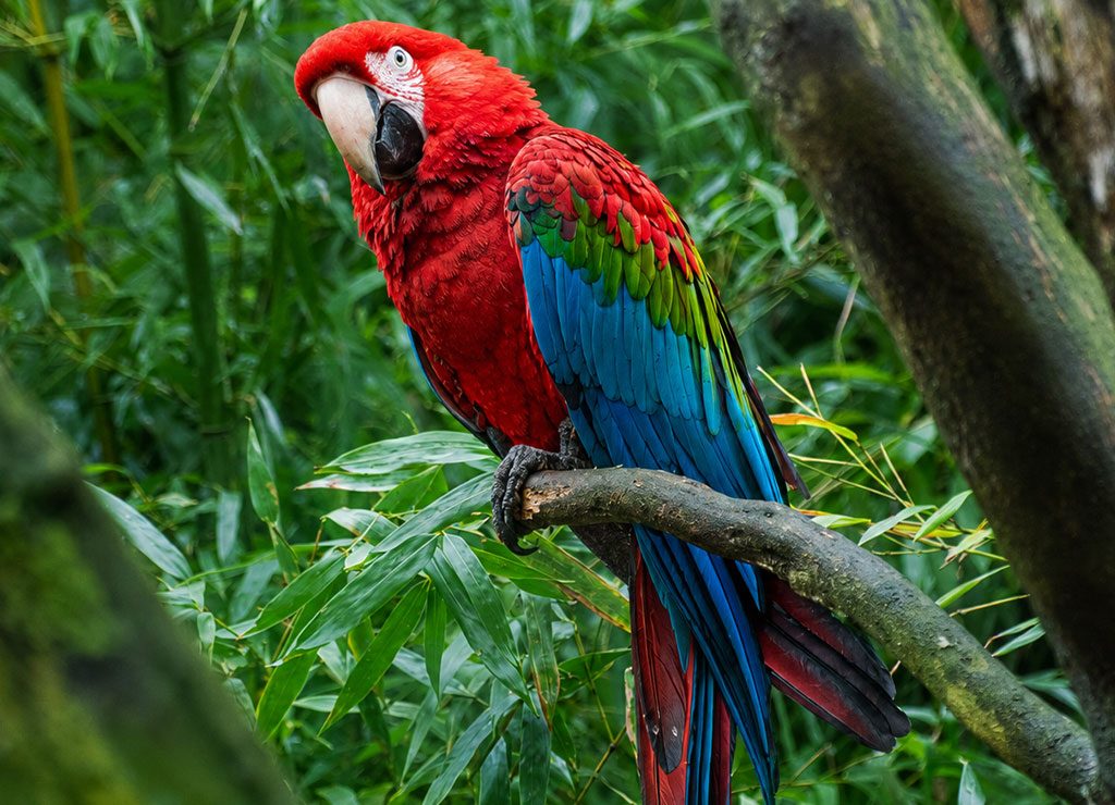 World Parrot Day – Welttag der Papageien. Kuriose Feiertage – 31. Mai © 2025 Sven Giese – Bild 1 Roter Ara sitzt auf Ast vor dichtem Grün, blaue und grüne Flügelfedern gut sichtbar.