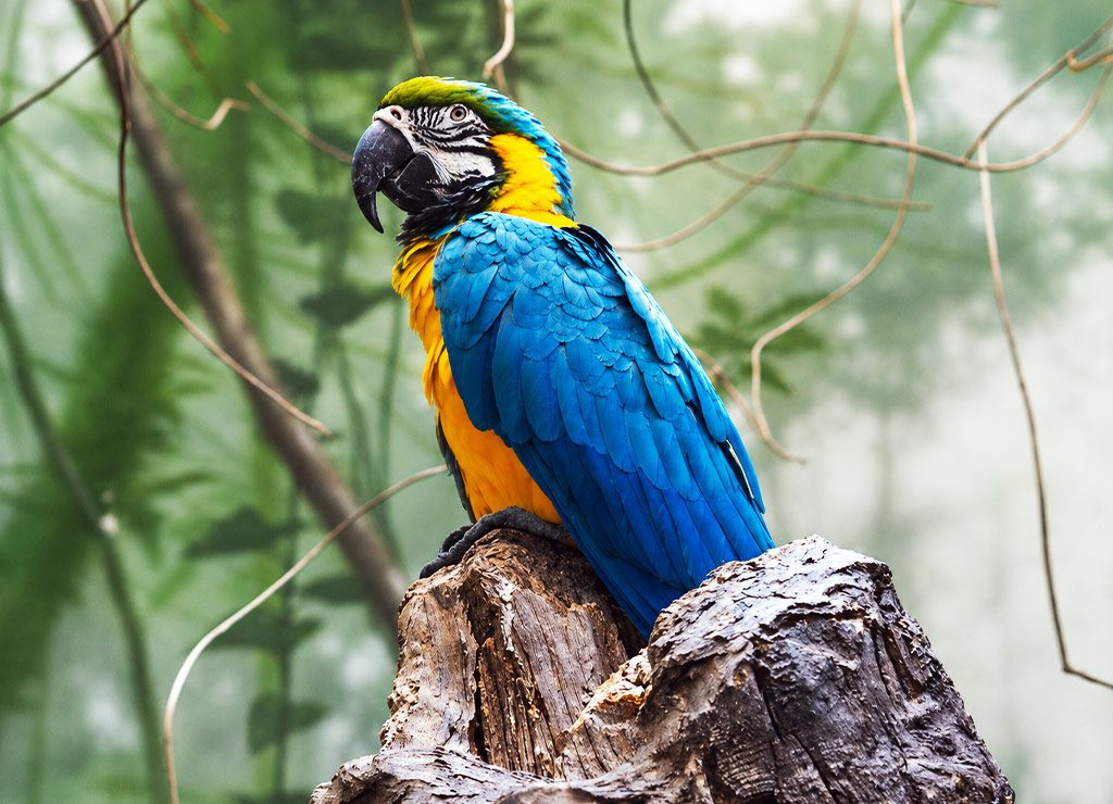 World Parrot Day – Welttag der Papageien. Kuriose Feiertage – 31. Mai © 2025 Sven Giese – Bild 4 Blau-gelber Papagei sitzt auf einem Felsen vor unscharfem grünem Hintergrund.