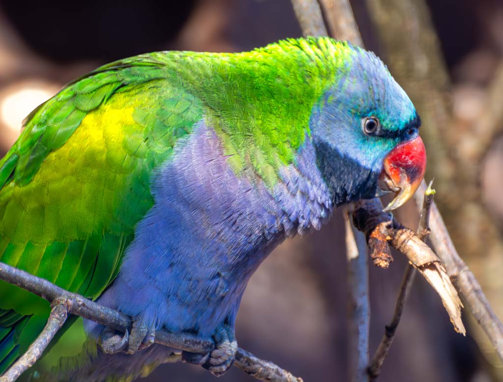 World Parrot Day – Welttag der Papageien. Kuriose Feiertage - 31. Mai © 2024 Sven Giese – Bild 2 Grün-blauer Papagei knabbert an einem Zweig mit seinem gebogenen Schnabel.