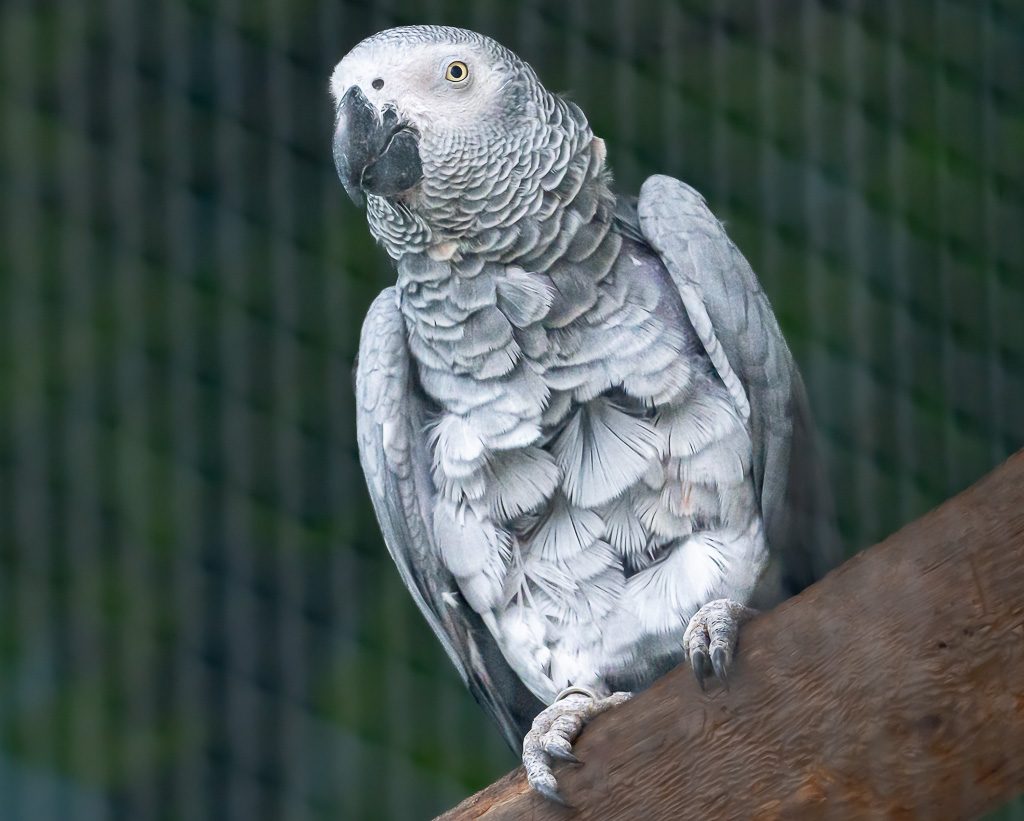 World Parrot Day – Welttag der Papageien. Kuriose Feiertage – 31. Mai © 2025 Sven Giese – Bild 3 Graupapagei sitzt auf Holzast, helles Gefieder und gelbes Auge vor dunklem Grün.