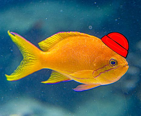 Cousteau Day – ein Feiertag zu Ehren von Jacques Cousteau. Kuriose Feiertage - 11. Juni © 2020 Sven Giese