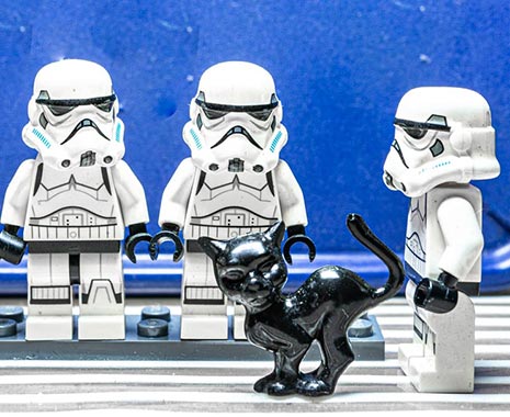 Take your Cat to Work Day - Nimm-Deine-Katze-mit-zur-Arbeit-Tag in den USA. Kuriose Feiertage © 2020 Sven Giese