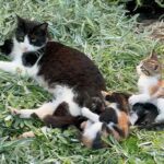 national kitten day usa kuriose feiertage 2024 sven giese featured