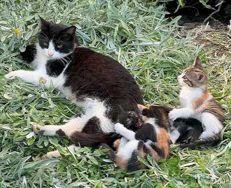 national kitten day usa kuriose feiertage 2024 sven giese featured