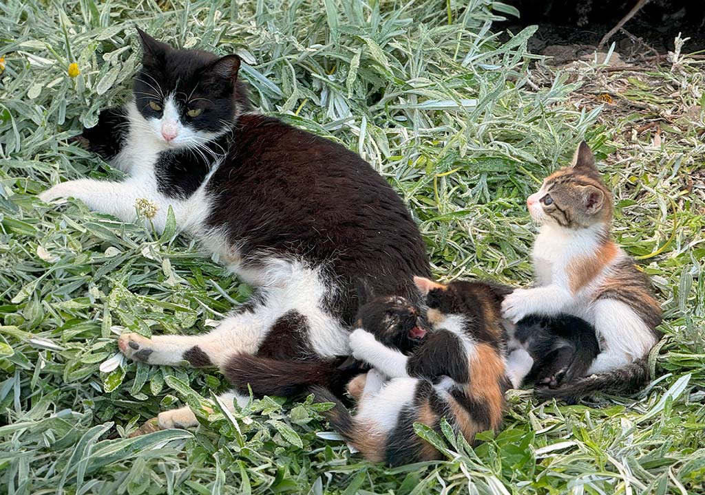 National Kitten Day – Kätzchen-Tag in den USA. Kuriose Feiertage - 10. Juli © 2024 Dietmar Giese – Bild 3 Schwarz-weiße Katze liegt im Gras, mehrere Kätzchen trinken bei ihr Milch.