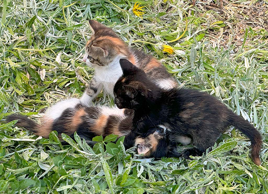 National Kitten Day – Kätzchen-Tag in den USA. Kuriose Feiertage - 10. Juli © 2024 Dietmar Giese – Bild 1 Drei junge Katzen liegen zusammen auf einer grünen Wiese mit leichtem Raureif.