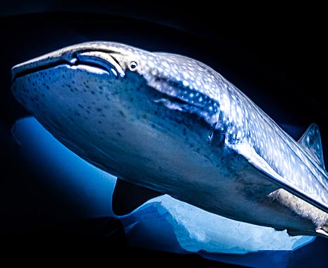 International Whale Shark Day - Internationaler Tag des Walhais. Kuriose Feiertage - 30. August © 2020 Sven Giese