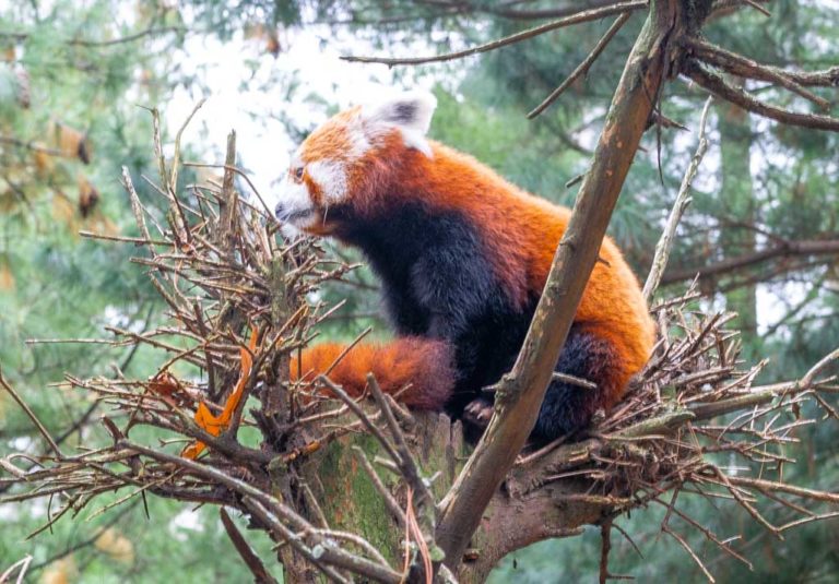 Internationaler Tag des Roten Pandas International Red Panda Day 2024
