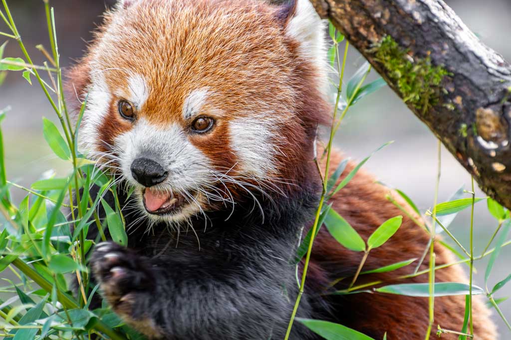 International Red Panda Day – Internationaler Tag des Roten Pandas. Kuriose Feiertage – dritter Samstag im September © 2024 Sven Giese – Bild 5 Nahaufnahme eines roten Pandas, der hungrig Bambus frisst, während er neugierig in die Kamera schaut.