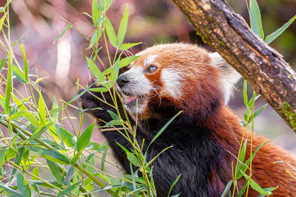 International Red Panda Day – Internationaler Tag des Roten Pandas. Kuriose Feiertage – dritter Samstag im September © 2024 Sven Giese – Bild 3 Ein roter Panda sitzt aufrecht und knabbert an Bambusblättern.